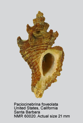 Paciocinebrina foveolata.jpg - Paciocinebrina foveolata(Hinds,1844)